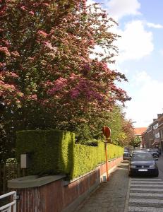 rode Meidoorn, bloeiend, Meidoorn, besjes en bloemetjes 