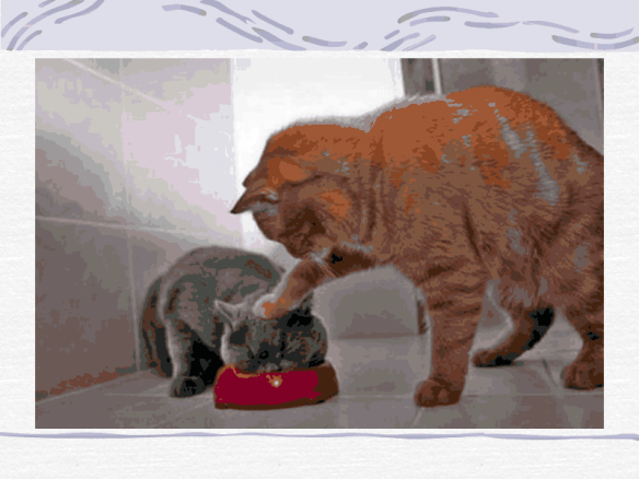 kattenkwaad, ONDEUGENDE POESJES, stoute katten, kattenrug, poezen met streken