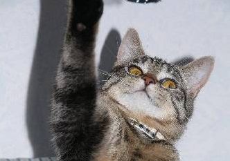 kattenkwaad, ONDEUGENDE POESJES, stoute katten, kattenrug, poezen met streken