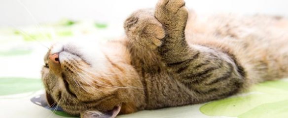 kattenkwaad, ONDEUGENDE POESJES, stoute katten, kattenrug, poezen met streken