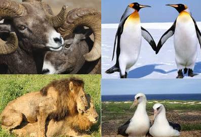 HomoDieren, homoseksualiteit