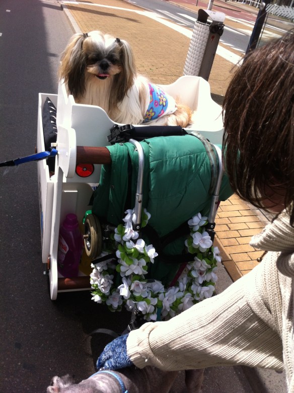 Dog Lady, vrouw met gehandicapte honden, hondenvrouw, kar met zieke en zielige hondjes