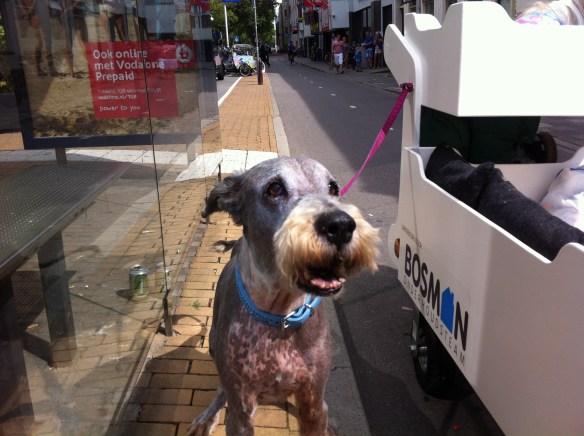 Dog Lady, vrouw met gehandicapte honden, hondenvrouw, kar met zieke en zielige hondjes