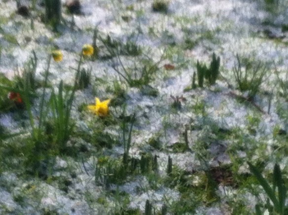 Plantsoen, Leiden, sneeuw, hondjes, man met kinderen, opa met kleinkinderen in kinderwagen, narcissen in de sneeuw, hollands park, kerk, rollen in de sneeuw