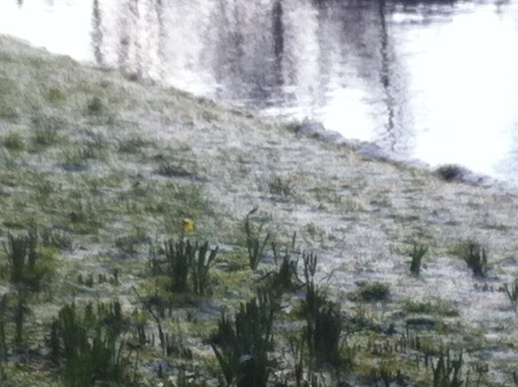 Plantsoen, Leiden, sneeuw, hondjes, man met kinderen, opa met kleinkinderen in kinderwagen, narcissen in de sneeuw, hollands park, kerk, rollen in de sneeuw
