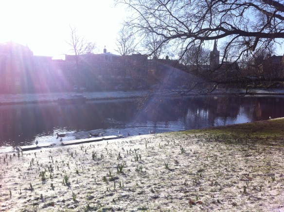 Plantsoen, Leiden, sneeuw, hondjes, man met kinderen, opa met kleinkinderen in kinderwagen, narcissen in de sneeuw, hollands park, kerk, rollen in de sneeuw