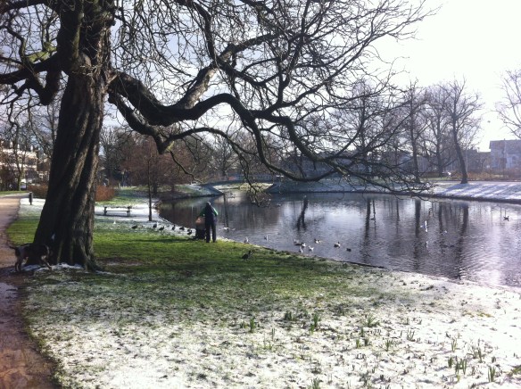 Plantsoen, Leiden, sneeuw, hondjes, man met kinderen, opa met kleinkinderen in kinderwagen, narcissen in de sneeuw, hollands park, kerk, rollen in de sneeuw