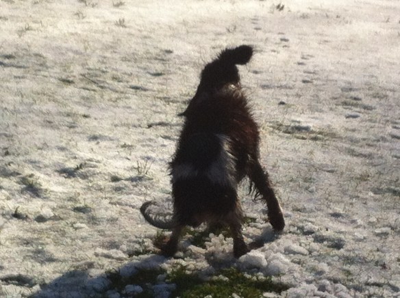 Plantsoen, Leiden, sneeuw, hondjes, man met kinderen, opa met kleinkinderen in kinderwagen, narcissen in de sneeuw, hollands park, kerk, rollen in de sneeuw