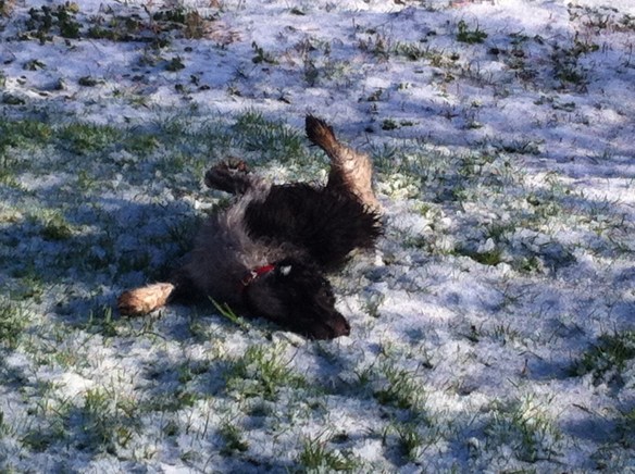 Plantsoen, Leiden, sneeuw, hondjes, man met kinderen, opa met kleinkinderen in kinderwagen, narcissen in de sneeuw, hollands park, kerk, rollen in de sneeuw