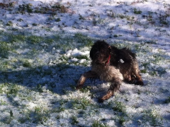 Plantsoen, Leiden, sneeuw, hondjes, man met kinderen, opa met kleinkinderen in kinderwagen, narcissen in de sneeuw, hollands park, kerk, rollen in de sneeuw