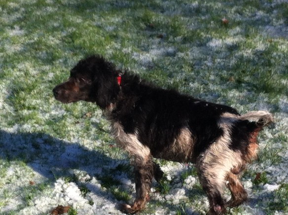 Plantsoen, Leiden, sneeuw, hondjes, man met kinderen, opa met kleinkinderen in kinderwagen, narcissen in de sneeuw, hollands park, kerk, rollen in de sneeuw