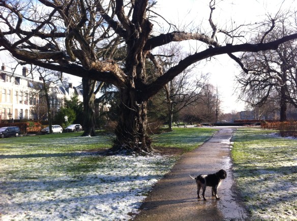 Plantsoen, Leiden, sneeuw, hondjes, man met kinderen, opa met kleinkinderen in kinderwagen, narcissen in de sneeuw, hollands park, kerk, rollen in de sneeuw