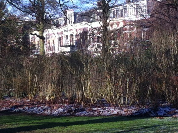 Plantsoen, Leiden, sneeuw, hondjes, man met kinderen, opa met kleinkinderen in kinderwagen, narcissen in de sneeuw, hollands park, kerk, rollen in de sneeuw