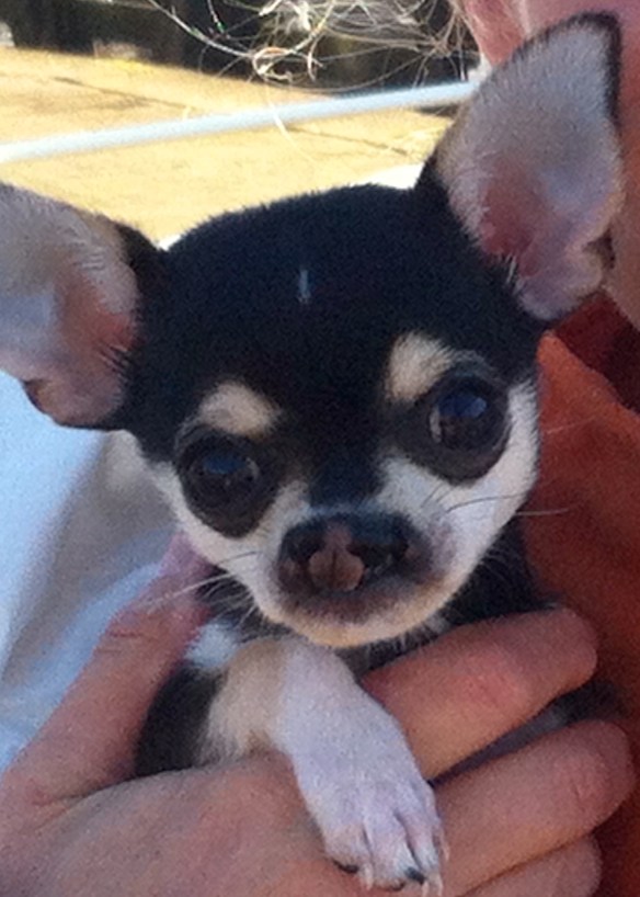 vrouw me hondje, chiwawa met hazenlip, gehandicapt puppy, pup, hazenlip, gek neusje bij hond