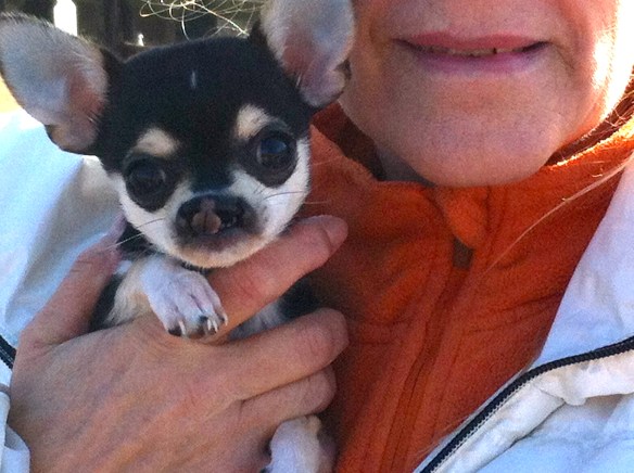 vrouw me hondje, chiwawa met hazenlip, gehandicapt puppy, pup, hazenlip, gek neusje bij hond