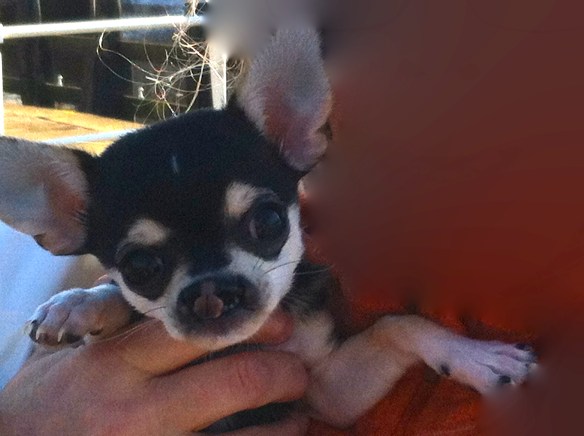 vrouw me hondje, chiwawa met hazenlip, gehandicapt puppy, pup, hazenlip, gek neusje bij hond
