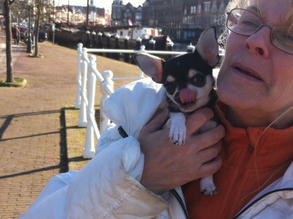 vrouw me hondje, chiwawa met hazenlip, gehandicapt puppy, pup, hazenlip, gek neusje bij hond