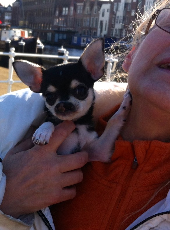 vrouw me hondje, chiwawa met hazenlip, gehandicapt puppy, pup, hazenlip, gek neusje bij hond