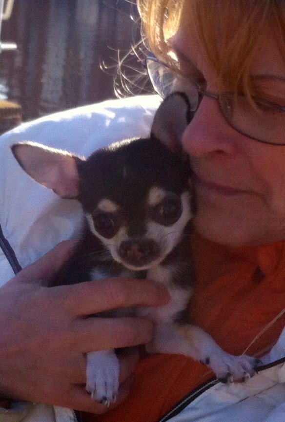 vrouw me hondje, chiwawa met hazenlip, gehandicapt puppy, pup, hazenlip, gek neusje bij hond