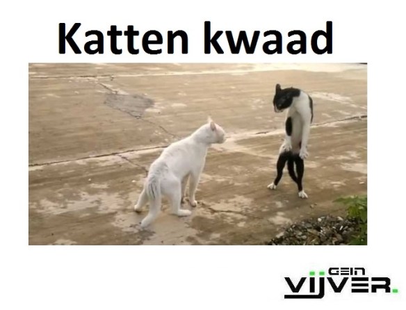 kattenkwaad, ONDEUGENDE POESJES, stoute katten, kattenrug, poezen met streken