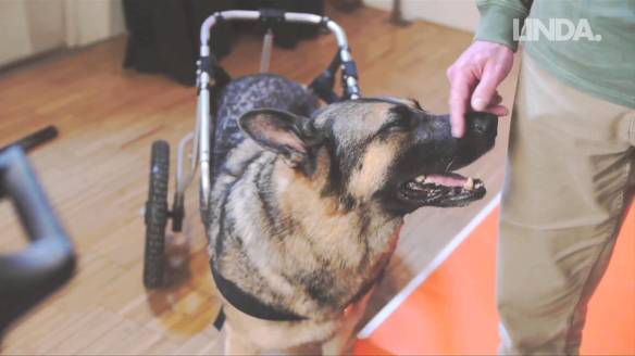 honden in invalidewagen, hond met handicap, honden zonder poten, gehandicapte honden,zieke en zielige hondjes