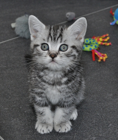 kattenkwaad, ONDEUGENDE POESJES, stoute katten, kattenrug, poezen met streken