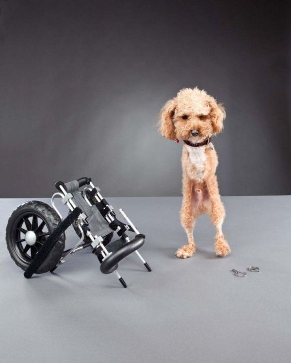  honden in invalidewagen, hond met handicap, honden zonder poten, gehandicapte honden,zieke en zielige hondjes