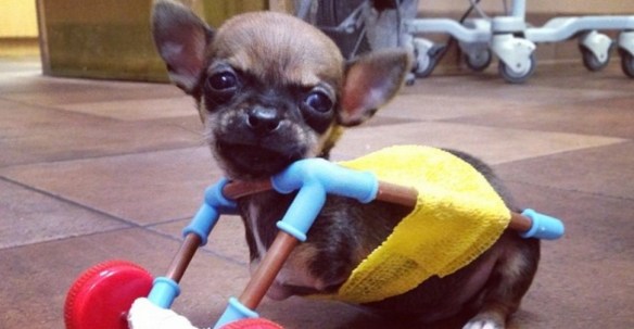  honden in invalidewagen, hond met handicap, honden zonder poten, gehandicapte honden,zieke en zielige hondjes