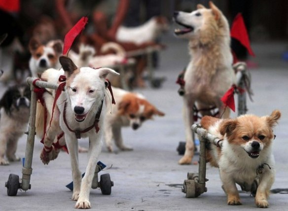  honden in invalidewagen, hond met handicap, honden zonder poten, gehandicapte honden,zieke en zielige hondjes, race van gehandicapte honden,