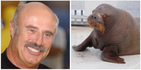 looks-like DR phil animal 
