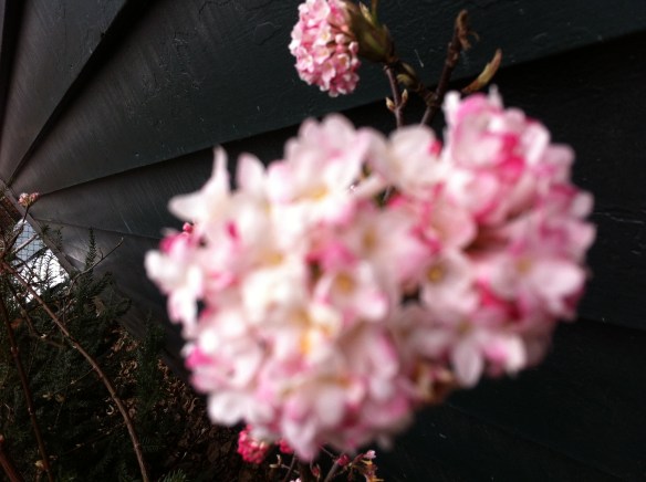 lente, bloeiende heesters, bloesem, eerste knoppen gaan open