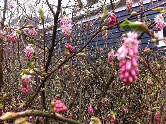 lente, bloeiende heesters, bloesem, eerste knoppen gaan open