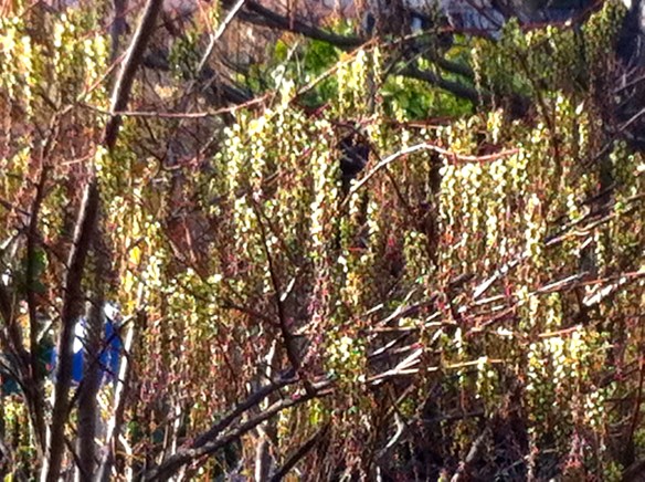 lente, bloeiende heesters, bloesem, eerste knoppen gaan open