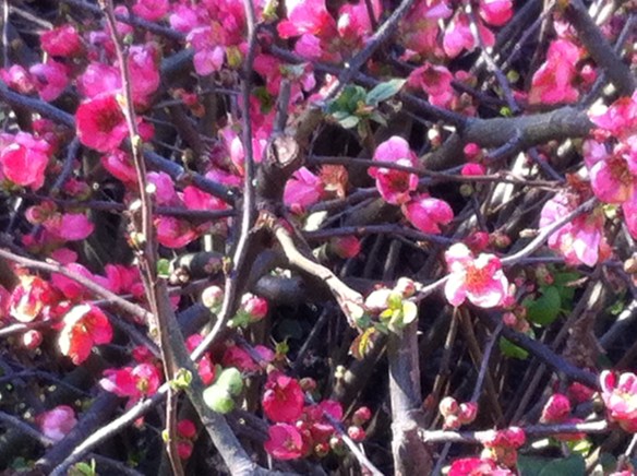 lente, bloeiende heesters, bloesem, eerste knoppen gaan open