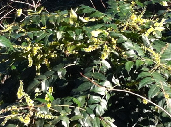 lente, bloeiende heesters, bloesem, eerste knoppen gaan open