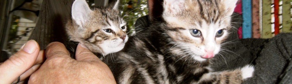 kittens, jonge poesjes, snoezig, lief, moederpoes,