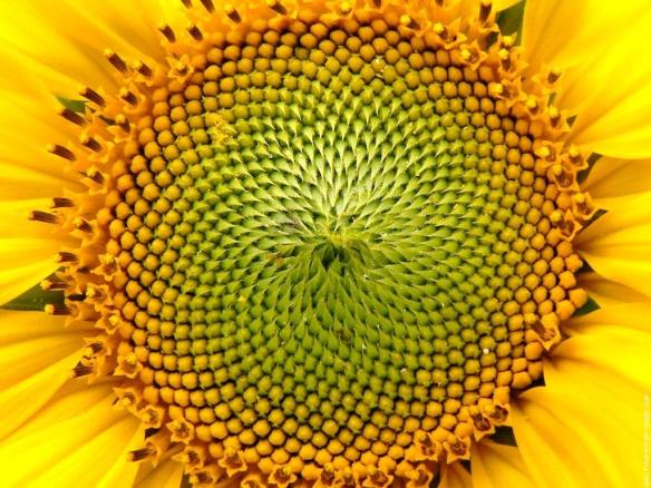 zonnebloem,HEILIGE GEOMETRIE, FLOWER OF LIFE, GEOMETRIE VAN DE SCHEPPING, MERKABA,