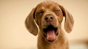 300722__very-tired-vizsla_p