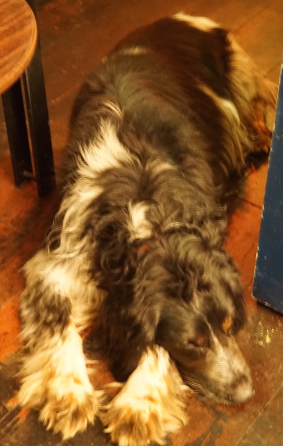 slapende hond, jachthond, 