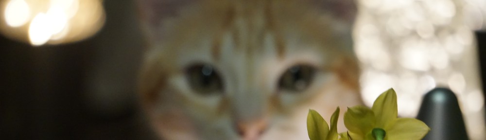 rode poes, bloemen, narcissen, blauwe druifjes, lampen, kat