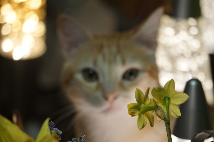 rode poes, bloemen, narcissen, blauwe druifjes, lampen, kat