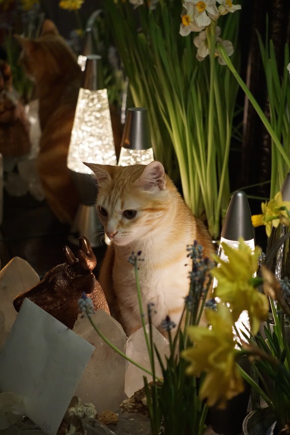 rode poes, bloemen, narcissen, blauwe druifjes, lampen, kat