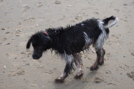 knappe man aan het strand, oprit naar strand, kust, Wassenaarse Slag, hond en man,. balletje gooien, Scheveningen in de verte