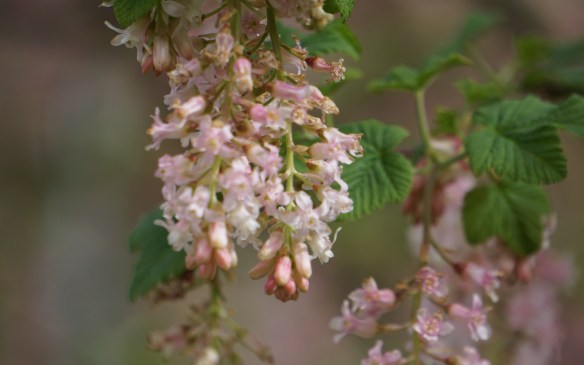 ribes, bloeiend