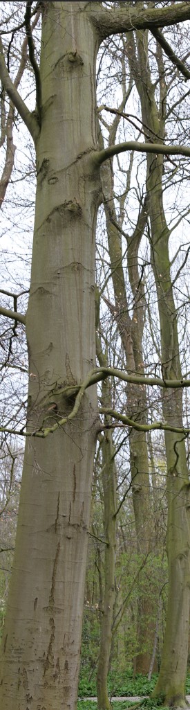 beukenboom, Leidse Hout