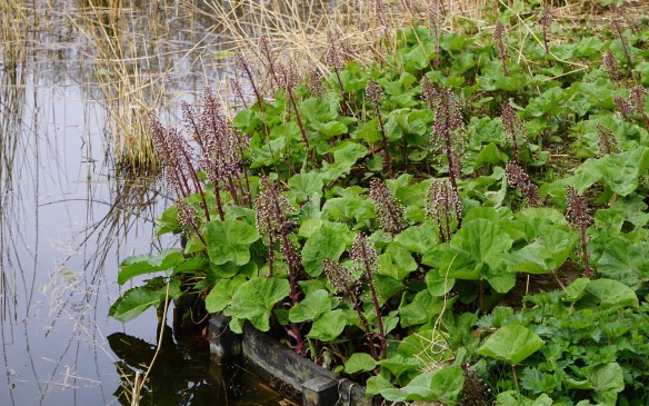 Groot Hoefblad, bloeiend