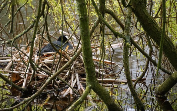 broedende MEERKOET,, leidse hout