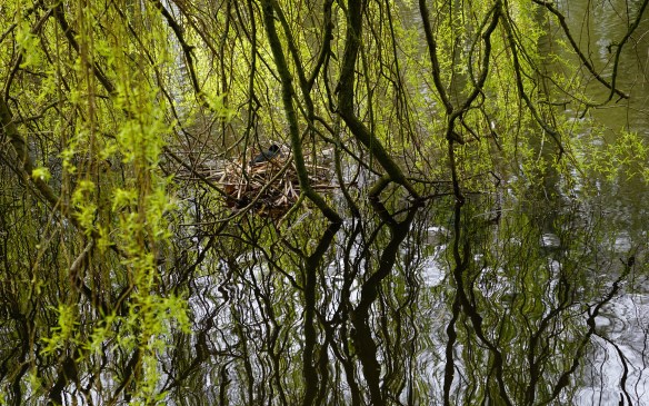 broedende MEERKOET,, leidse hout