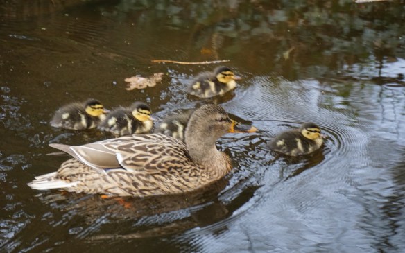 moedereend met kleine eendjes
