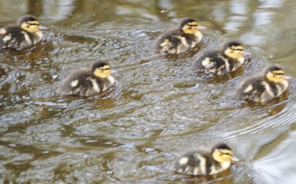 moedereend met kleine eendjes